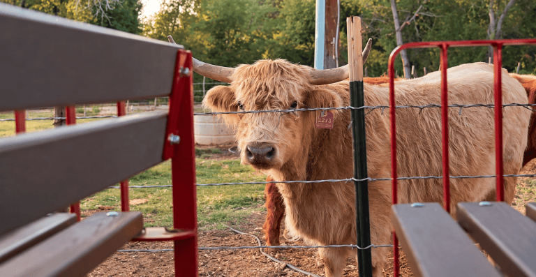 Highland cow behind a fence near a wooden bench in a farm setting.